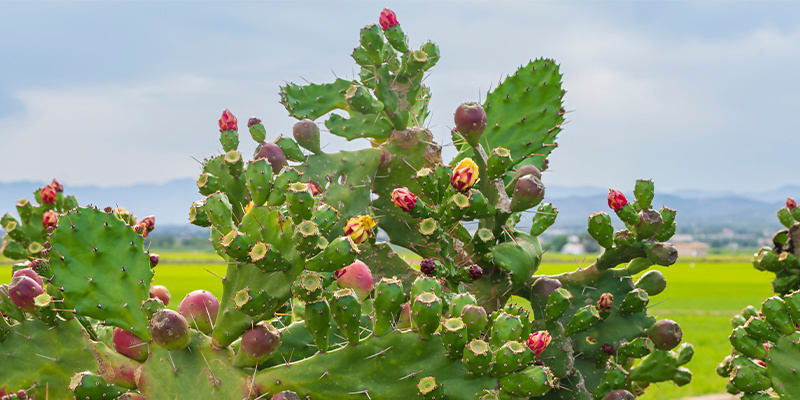 Die 5 häufigsten Fehler bei der Pflege von Kakteen Die 5 häufigsten Fehler bei der Pflege von Kakteen