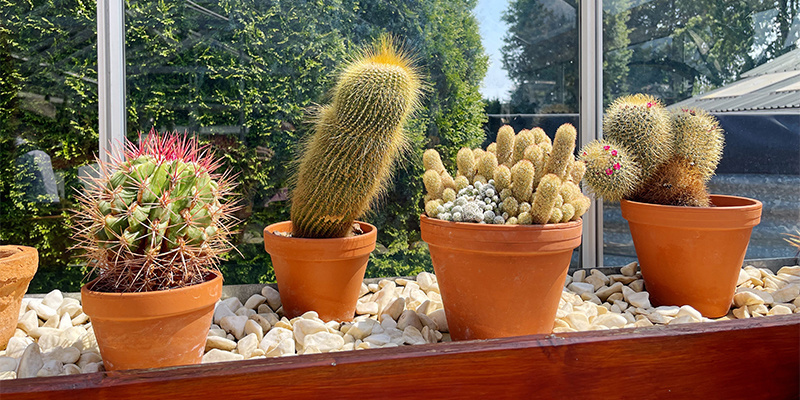 Zu wenig Licht Zu wenig Licht