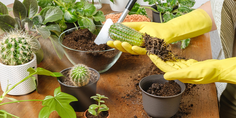 Überdüngung Überdüngung