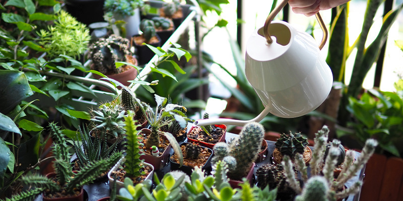 Zu viel Wasser Zu viel Wasser