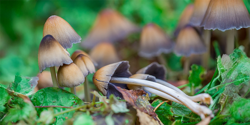 Ein bewusster Weg in die Zukunft: Entheogene in der modernen Welt