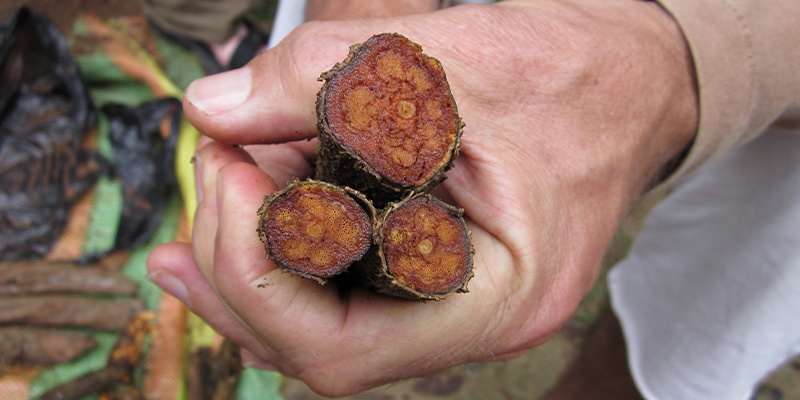 Die 10 bedeutendsten Entheogene