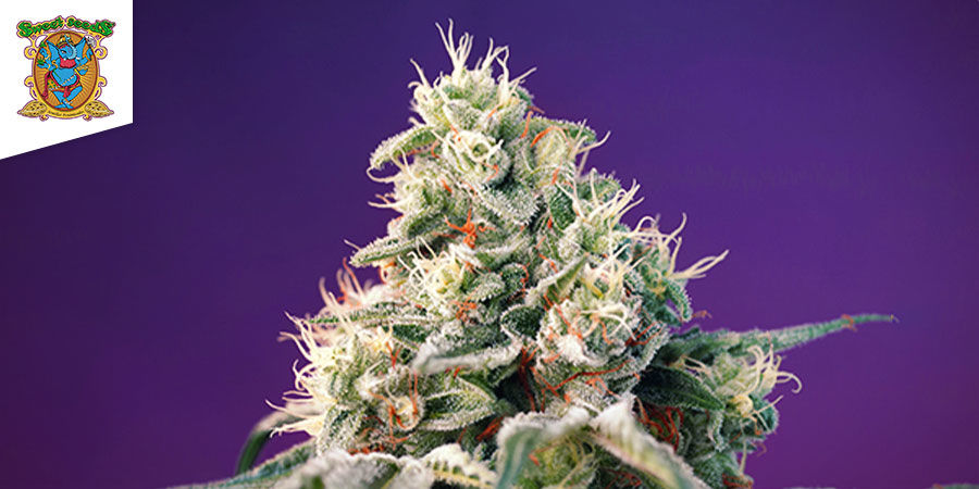 Bruce Banner Auto Von Sweet Seeds Bruce Banner Auto Von Sweet Seeds