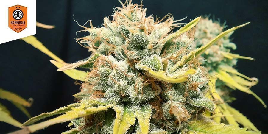 CBG Auto (Kannabia) CBG Auto (Kannabia)