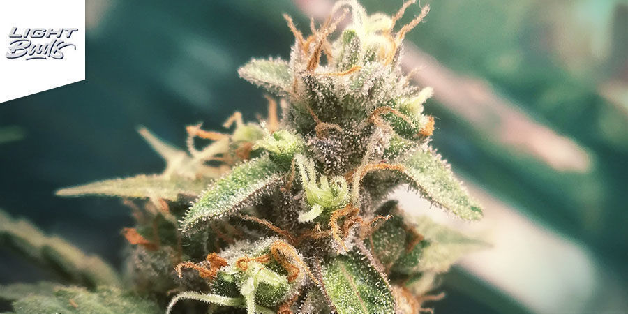 Lafanta Light (Light Buds) Lafanta Light (Light Buds)