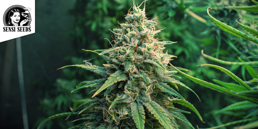 Sensi Amnesia (Sensi Seeds) Sensi Amnesia (Sensi Seeds)