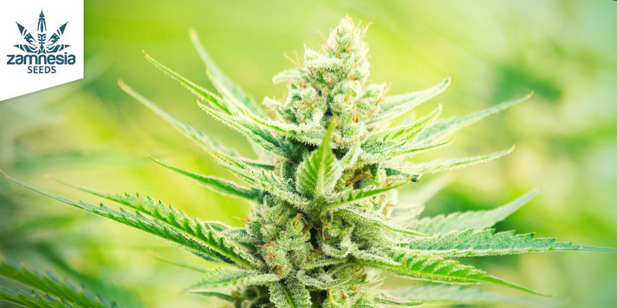 Sunset Sherbet Automatic (Zamnesia Seeds) Sunset Sherbet Automatic (Zamnesia Seeds)