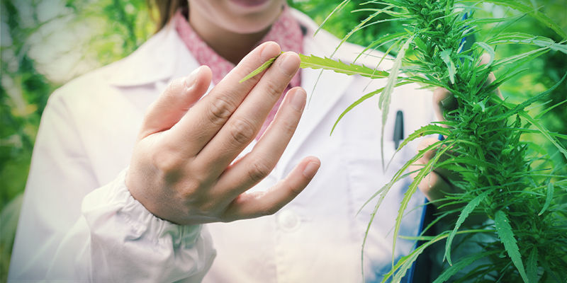 Eine Amsterdamer Legende EINE AMSTERDAMER LEGENDE