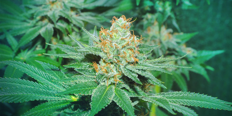 Wie Fing Alles An Mit Super Sativa Seed Club? WIE FING ALLES AN MIT SUPER SATIVA SEED CLUB?