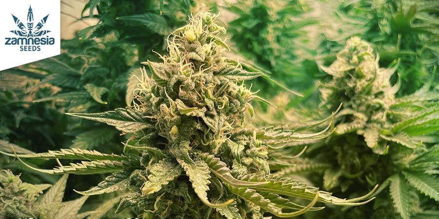 Bruce Banner 3 (Zamnesia Seeds) Bruce Banner 3 (Zamnesia Seeds)