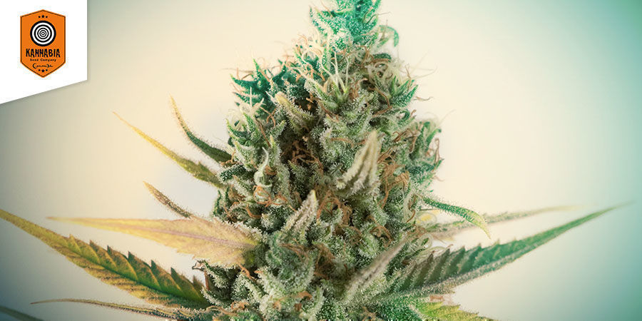 Super OG Kush (Kannabia) Super OG Kush (Kannabia)