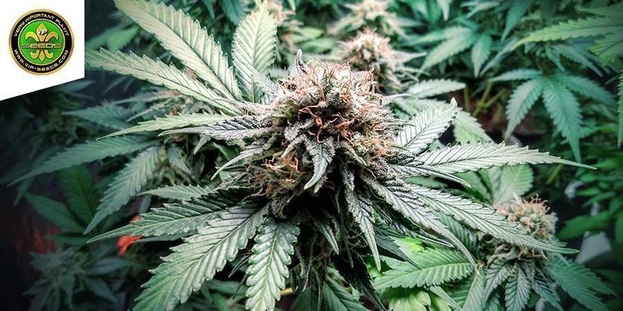 White Berry (VIP Seeds) White Berry (VIP Seeds)