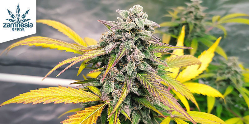 Cash Express Cash Express