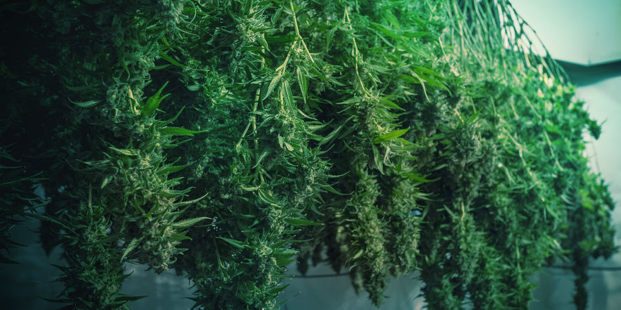 Wie Man Schimmeliges Gras Vermeidet Wie Man Schimmeliges Gras Vermeidet