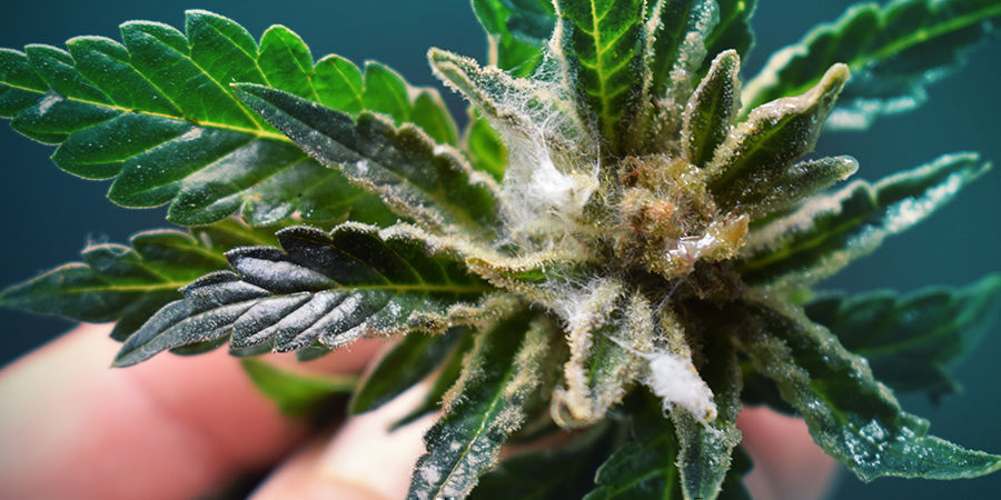 Comment Identifier La Moisissure Comment Identifier La Moisissure