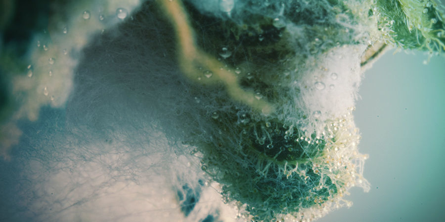 Welche Sind Die Ursachen Für Schimmel? Welche Sind Die Ursachen Für Schimmel?