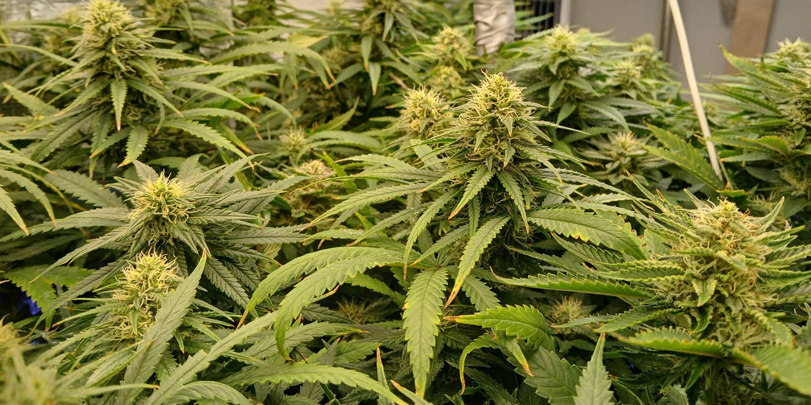 Die Abk&uuml;rzung zu dichten, einheitlichen Ernten