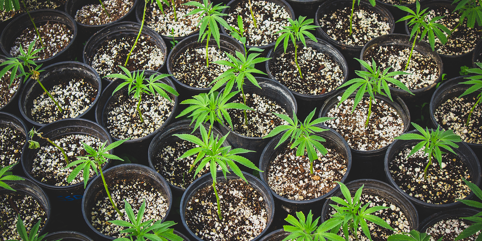 Klone oder denselben Ph&auml;notyp f&uuml;r ein gleichm&auml;&szlig;iges Bl&auml;tterdach nutzen