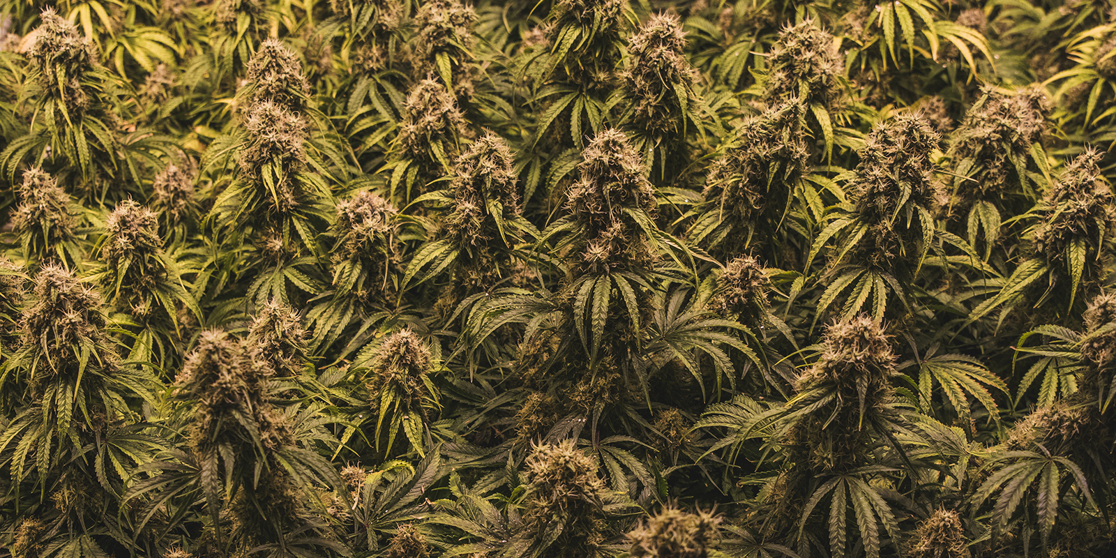 Warum die Sortenwahl im Sea-of-Green-Setup so wichtig ist