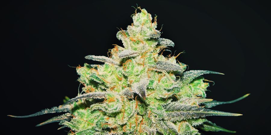 Wie Gestaltet Sich Der Anbau Von Wifi #34 X Do-Si-Dos? WIE GESTALTET SICH DER ANBAU VON WIFI #34 X DO-SI-DOS?