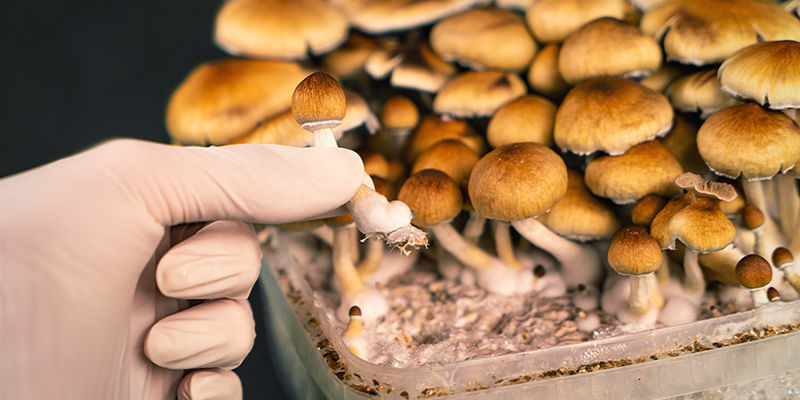Wann Magic Mushrooms Geerntet Werden Wann Magic Mushrooms geerntet werden
