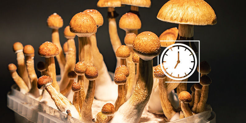 Die Wichtigkeit Des Richtigen Erntezeitpunkts Magic Mushrooms: Die Wichtigkeit des richtigen Erntezeitpunkts