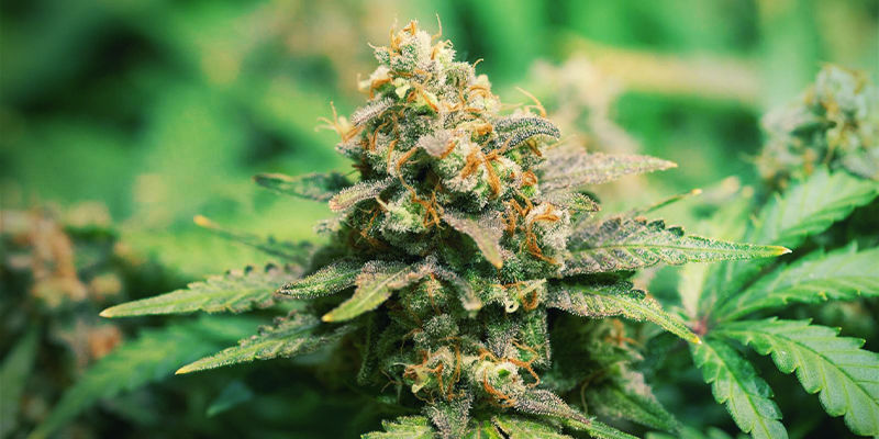 Amnesia Haze Amnesia Haze