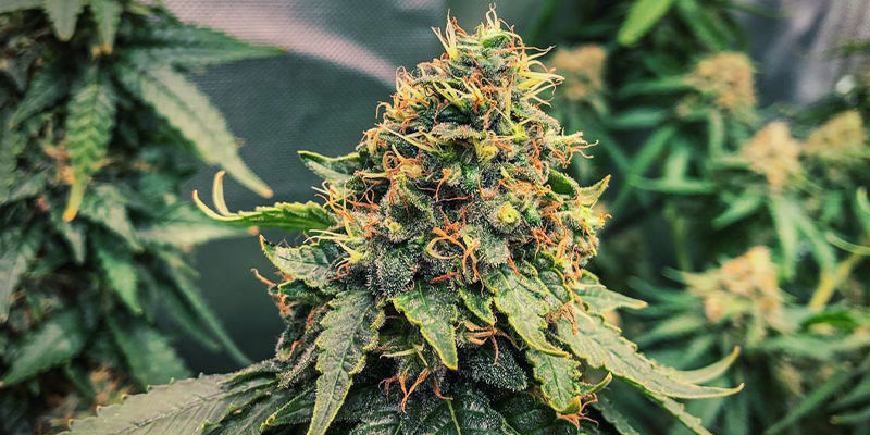 Fat Banana Fat Banana