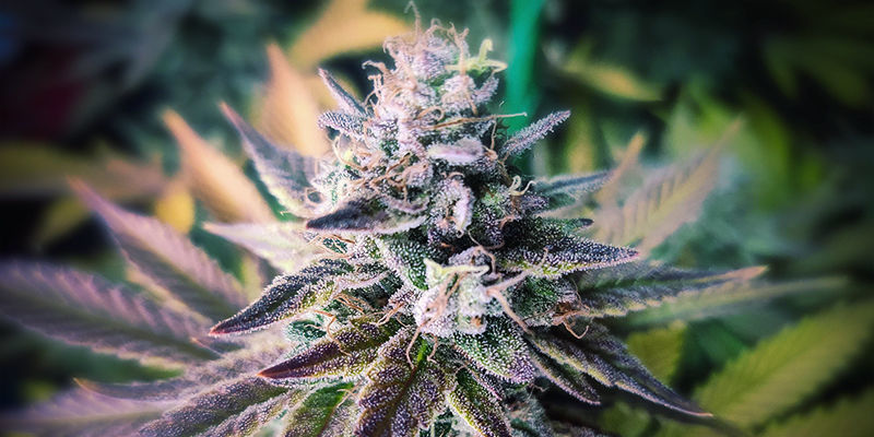 Green Gelato Green Gelato