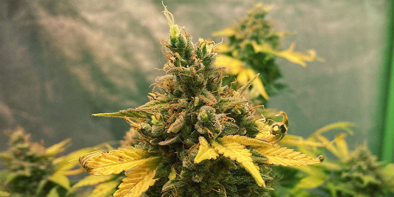 North Thunderfuck North Thunderfuck