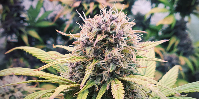 Purple Queen Purple Queen