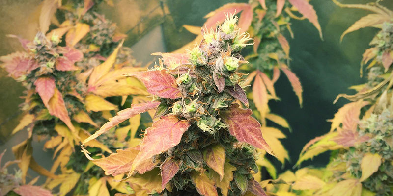 Royal Dwarf Royal Dwarf