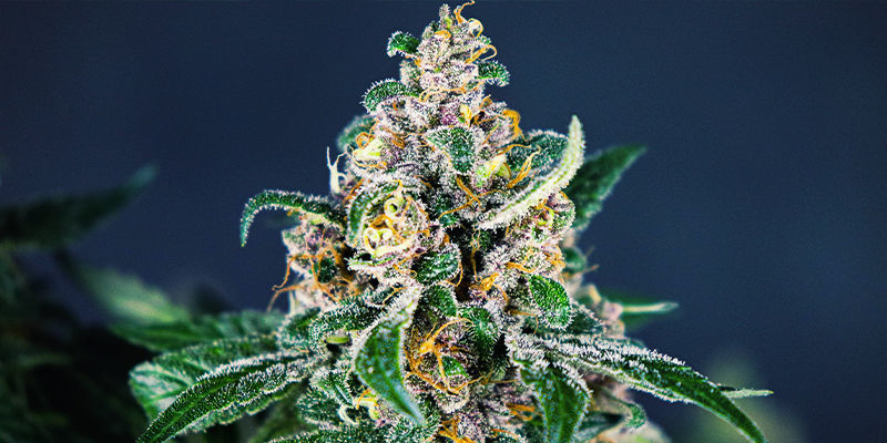 Royal Gorilla Royal Gorilla