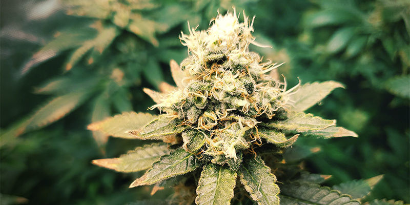 White Widow White Widow