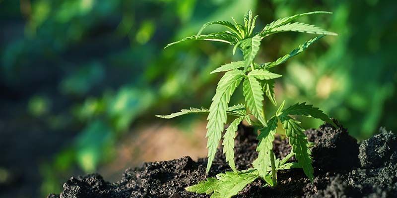 Gelato Anbauen Gelato Anbauen