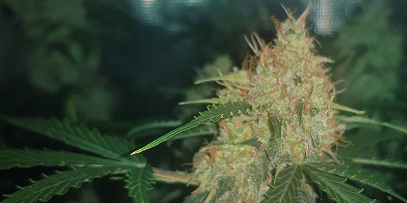 Tangarine Dream - Barney's Farm Tangarine Dream - Barney's Farm