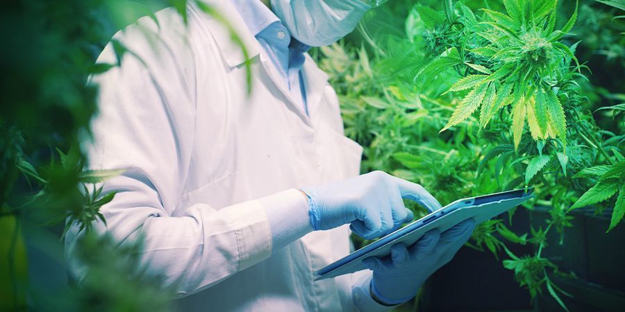 Zukünftige Studien Werden In Der Cannabiswelt Einen Platz Für CBDA Schaffen ZUKÜNFTIGE STUDIEN WERDEN IN DER CANNABISWELT EINEN PLATZ FÜR CBDA SCHAFFEN