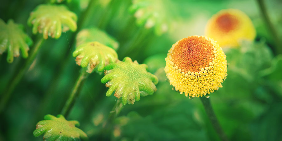 In Freier Natur In Freier Natur