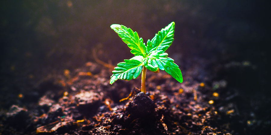 Es Gibt Noch Mehr Pflanzen Es Gibt Noch Mehr Pflanzen