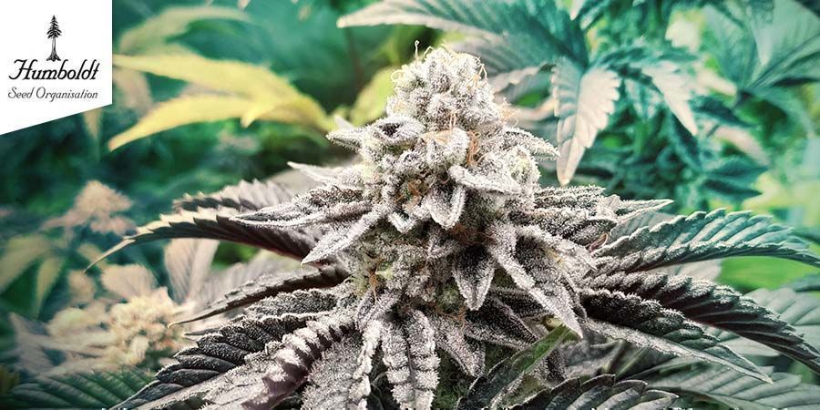 Green Crack (Humboldt Seeds) Green Crack (Humboldt Seeds)