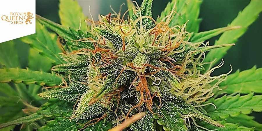 Quick One (Royal Queen Seeds) Quick One (Royal Queen Seeds)