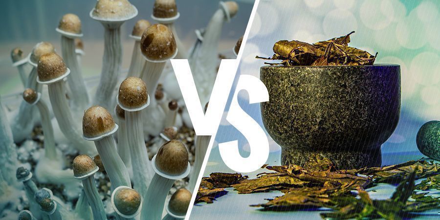 Psilocybin Vs. Dmt: Ähnlichkeiten Und Unterschiede Psilocybin Vs. Dmt: Ähnlichkeiten Und Unterschiede