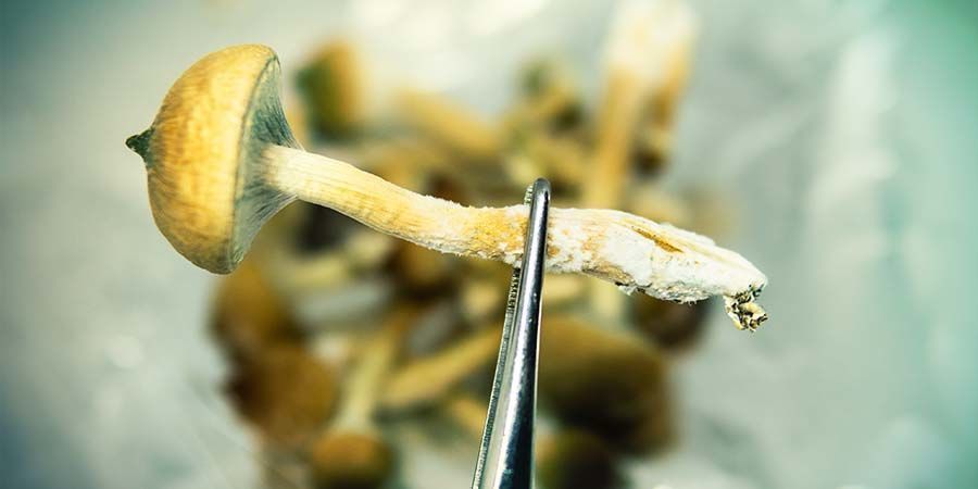 Was Sind Zauberpilze? Was Sind Zauberpilze?