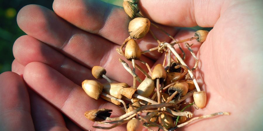 Welche Effekte Bewirkt Psilocybin? Welche Effekte Bewirkt Psilocybin?