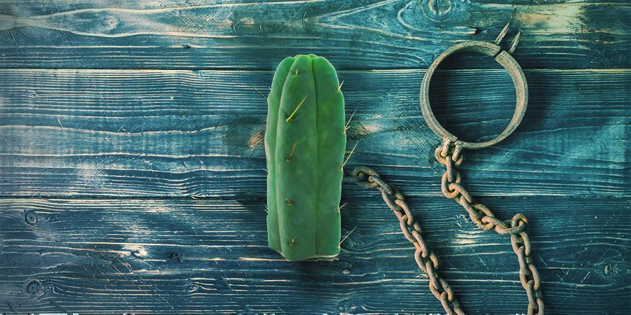 Meskalin Macht Süchtig Meskalin Macht Süchtig