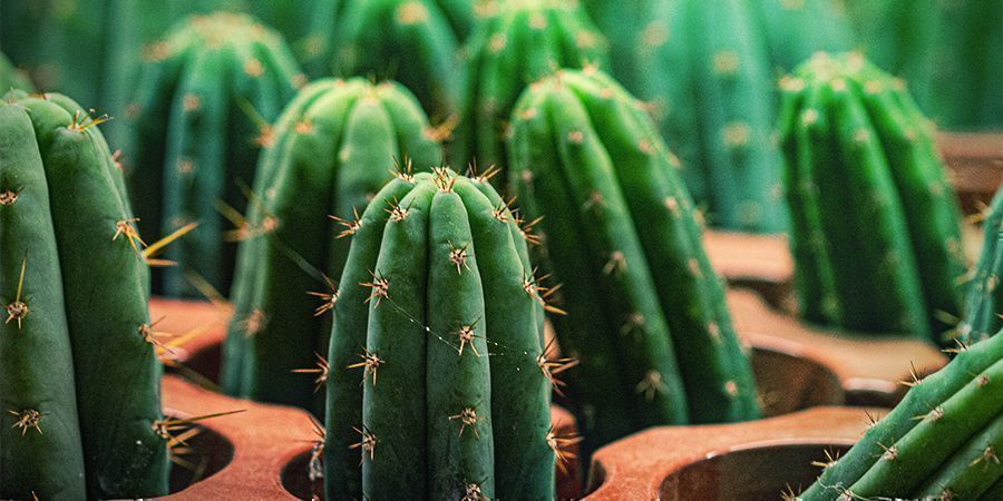 Der Peruanische Stangenkaktus Hat 10 Mal Mehr Meskalin Als Der San Pedro Kaktus Der Peruanische Stangenkaktus Hat 10 Mal Mehr Meskalin Als Der San Pedro Kaktus