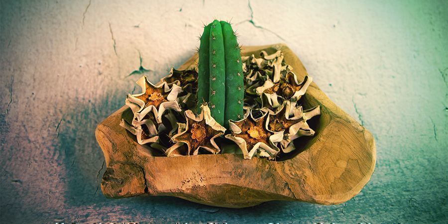 Die Mehrheit Der Meskalin-alkaloide Befinden Sich In Der Außenhaut Des Kaktus Die Mehrheit Der Meskalin-alkaloide Befinden Sich In Der Außenhaut Des Kaktus