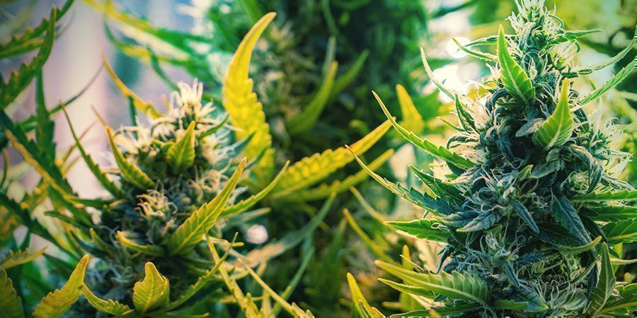 Oktober = Croptober Oktober = Croptober