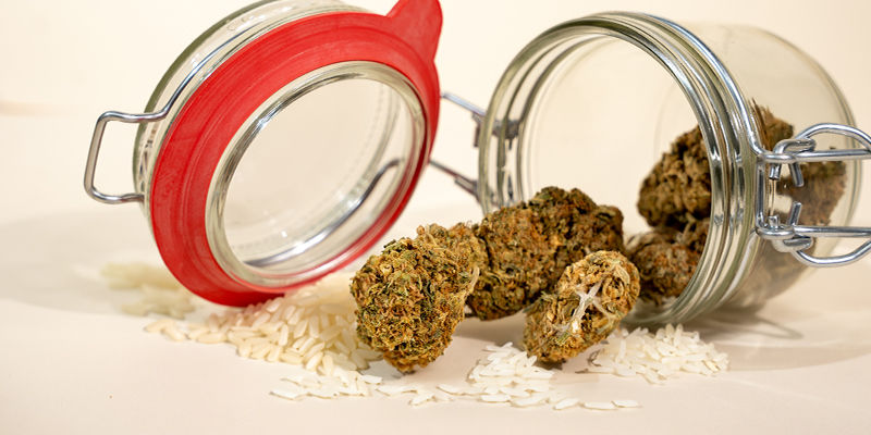 Wie Man Feuchtes Weed Trocknet Wie Man Feuchtes Weed Trocknet