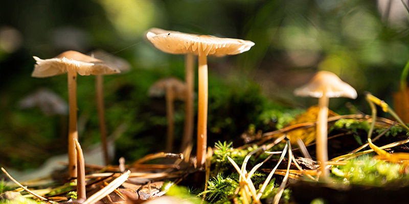 Der Nachfahre Der "Stoned Ape"-Theorie Der nachfahre der "Stoned Ape"-Theorie